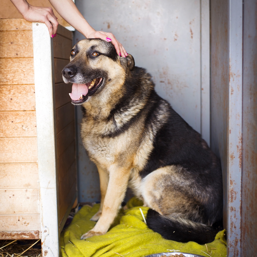 umnVMC's tweet photo. #NationalRescueDogDay is observed annually on May 20 to bring awareness to all of the amazing dogs that are currently in shelters and looking for a new home. If you are looking to add a furry friend to your family, this day is to encourage you to opt for a rescue dog. #umnVMC https://t.co/9oqWG8EUFi