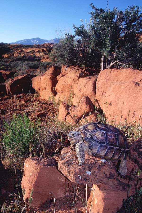 A desert tortoise sitting on a red rock.