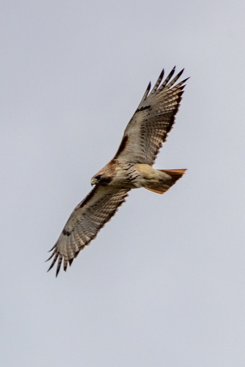 StevenC_in_NYC's tweet photo. Red-tailed hawk, flying toward Shakespeare Garden (where Great Horned Owl was perched), Central Park, UWS, NYC. 041022.
@BirdCentralPark
 #cpbird #BirdCentralPark https://t.co/aw9oXymkQV