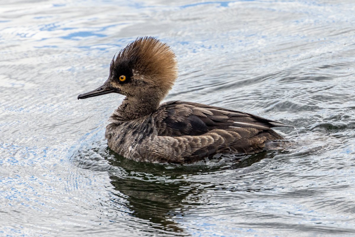 StevenC_in_NYC's tweet photo. Female hooded merganser, Jackie Onassis Reservoir, Central Park, UWS, NYC. 041022.
@BirdCentralPark #cpbird #BirdCentralPark https://t.co/uESv1rYrti