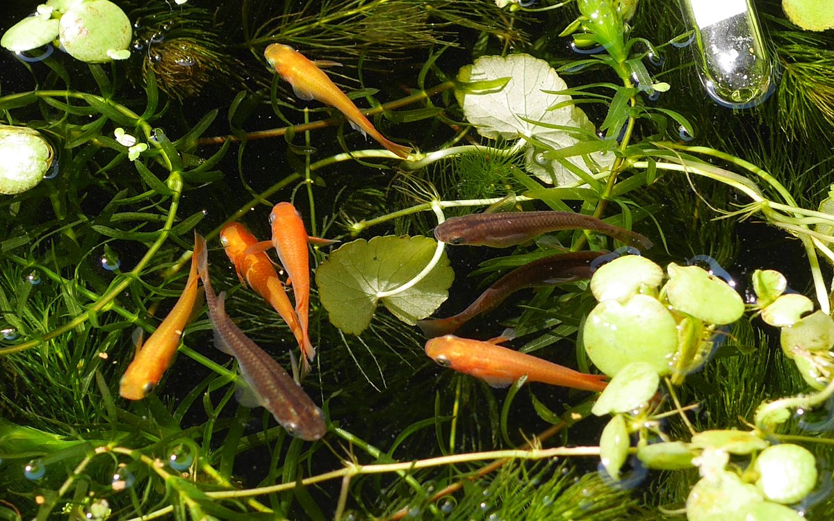 kamujp_plus's tweet photo. 🍀ビオトープの作り方🍀
https://t.co/E3LTZHlQ0L

#ビオトープ #水生植物 #植物のある暮らし #睡蓮鉢 #メダカ #containerpond #aquaticplants #medakasuiren https://t.co/d0jb7VWYL5