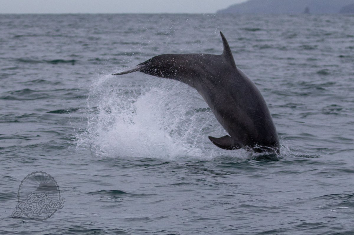 Devon Sea Safari tweet media