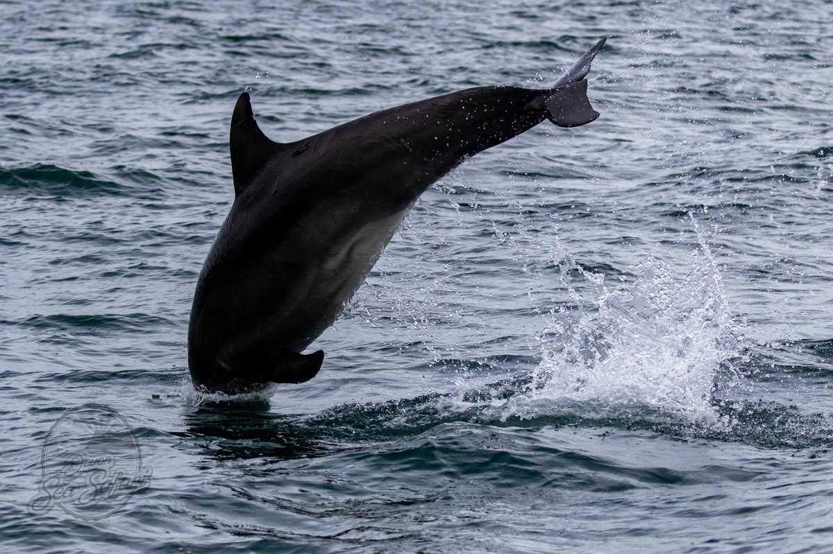 Devon Sea Safari tweet media