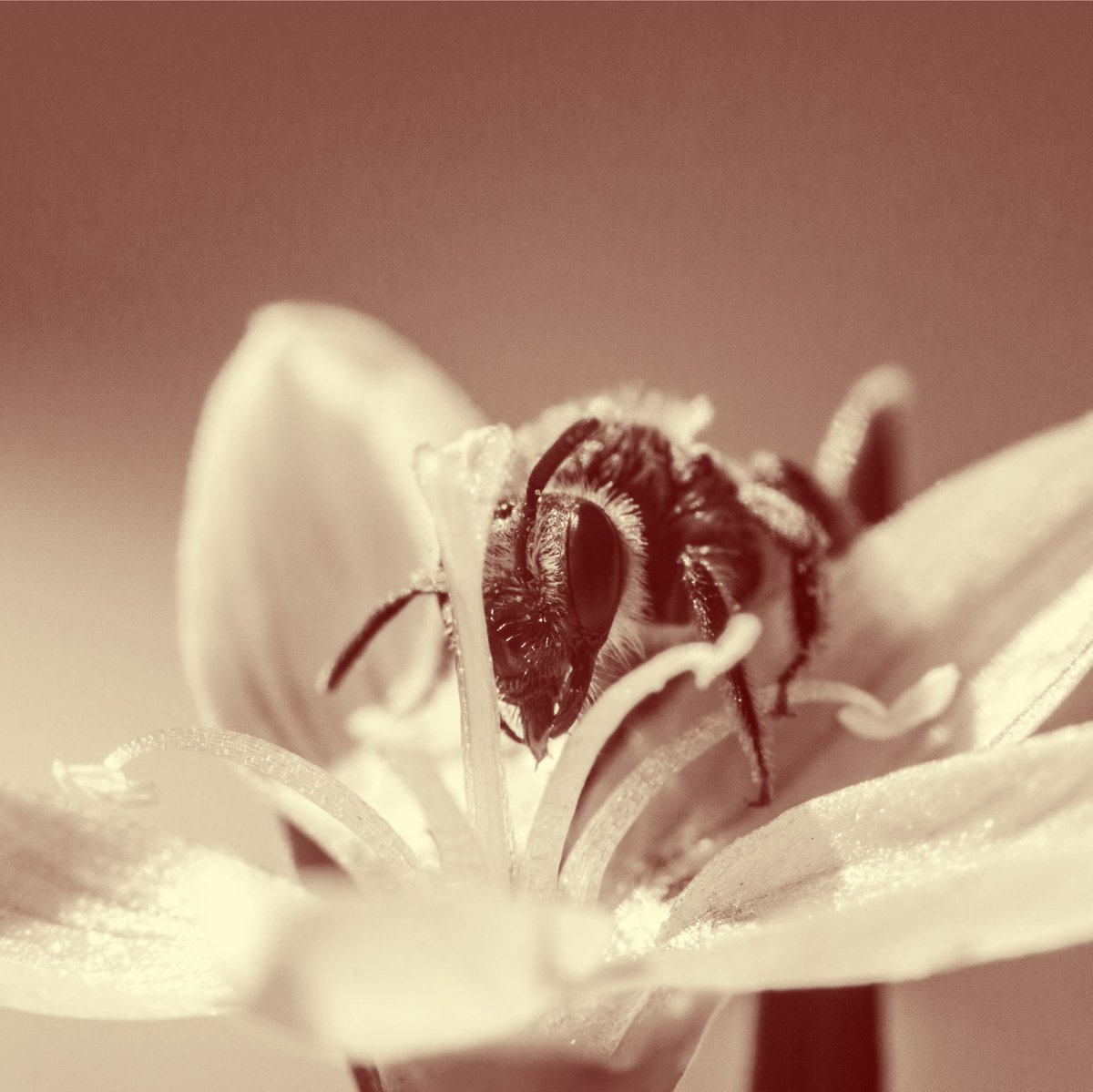 Bee Human 🐝 tweet media