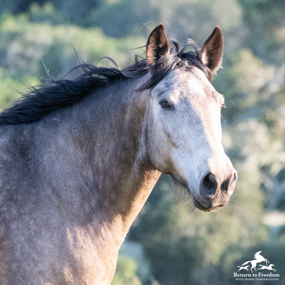 ReturnToFreedom's tweet photo. Good news: The House Subcommittee on Consumer Protection and Commerce will hold an informational hearing on the SAFE Act to end horse slaughter on May 26. See the note attached to this tweet to learn how you can help move the bill forward. #horses #yes2safe #nohorseslaughter https://t.co/jKYcWLcgTH