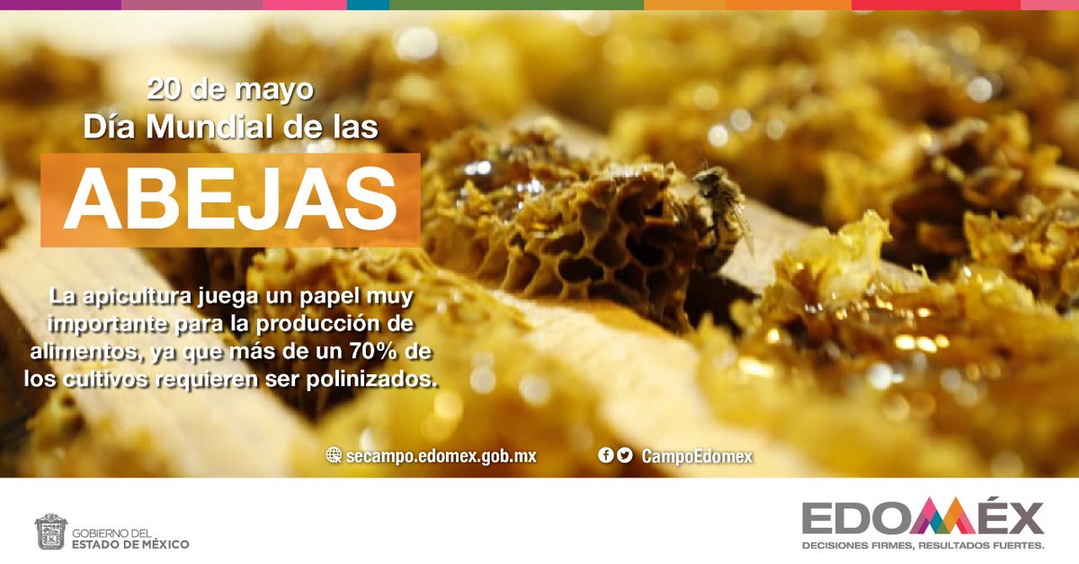 CampoEdomex's tweet photo. Las #Abejas 🐝 visitan miles de flores, recogiendo el néctar y el polen, esparciendo los gránulos de polen por las flores que visitan. Las variedades de miel que se producen en el #Edoméx son: miel de flor de aguacate, azahar, mezquite y multi-floral. 
#DíaMundialDeLasAbejas💛 https://t.co/mkn9XuI1ZA