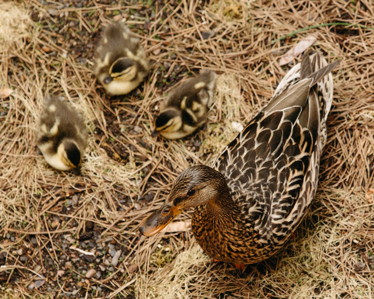 The ducklings of Mimi’s Garden 🦆🐥 #meijergardens