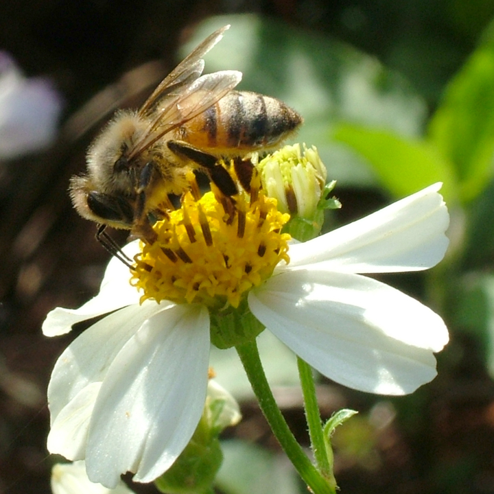 BrowardParks's tweet photo. It's #PollinatorWeek2022. Bees are not the only pollinators buzzing around. Butterflies, ants, beetles, flies, moths, and wasps are other insect pollinators. 
#BrowardParks #PollinatorPatch #ButterflyGarden @1ButterflyWorld https://t.co/tgmBrVyLyd