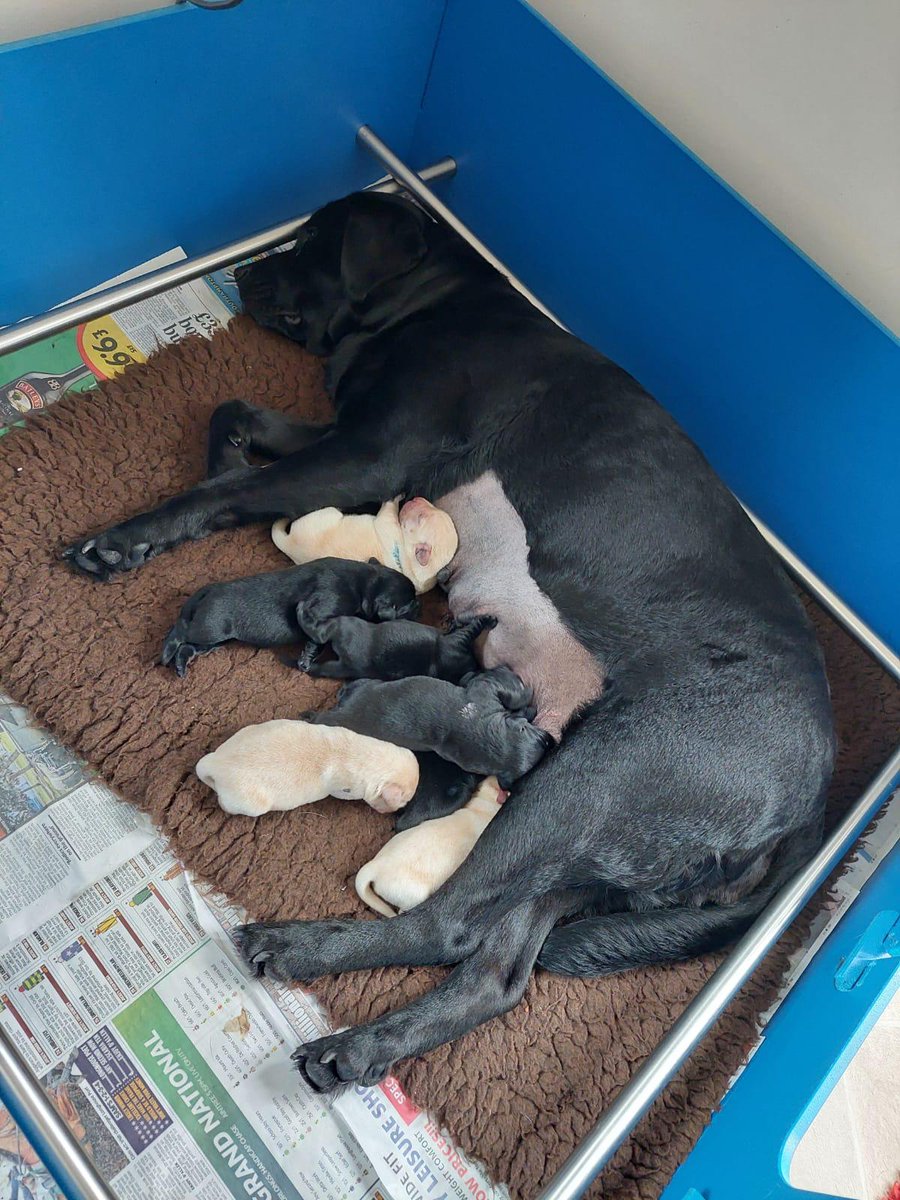 #AWWWW  Our brood, Vickie had her 4th litter last week. An emotional time for our volunteers 😍🥰  7 beautiful pups, 4 boys, 3 girls.  Cannot wait for cuddle. We promise more photos soon #congratulations Vickie, what a star🤩 @guidegogs #everypennycounts