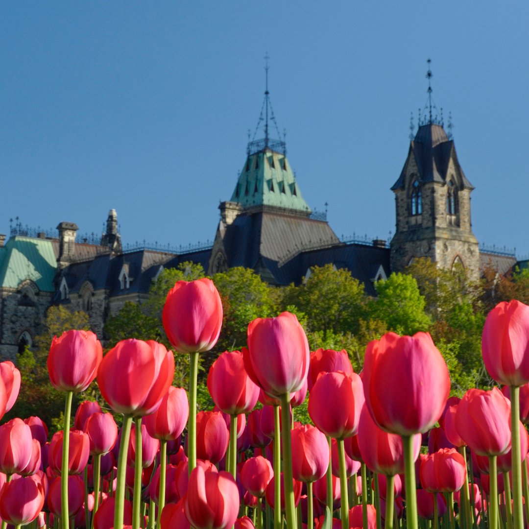 Wishing you a happy and safe long weekend!☀️🌷❤️
Let's get outside, work our heart muscle and inhale the fresh air.
What are your long weekend plans?
#ottawafun #tulipfestival #longweekend #rideaucanal #myottawa