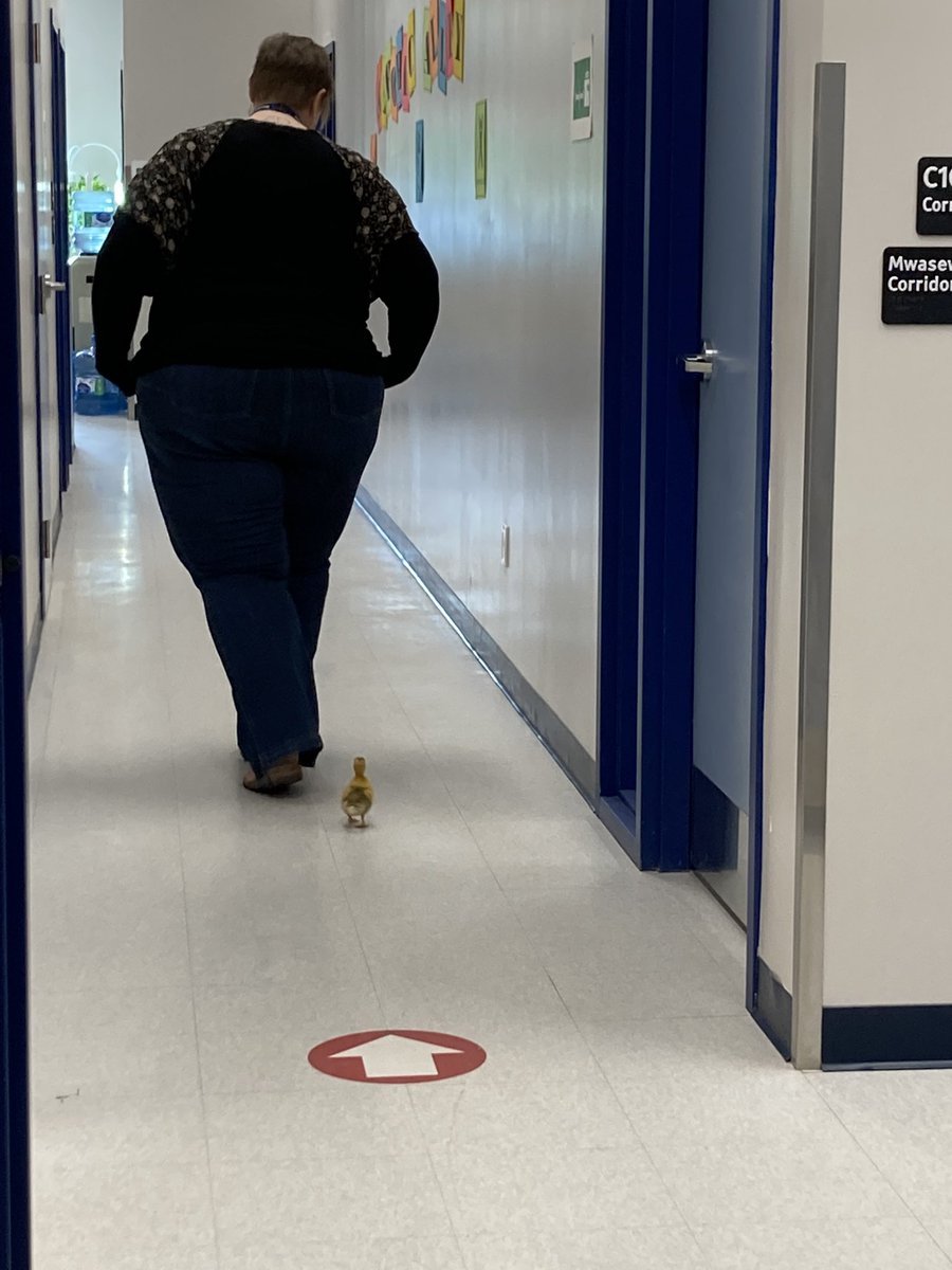 Everyone exercises in our fitness lanes, strutting their stuff our ducklings are feathered and fit <a href="/LL_MSmith/">LL Millard-Smith</a> <a href="/SCDSB_Wellness/">SCDSB Mental Heath & Well-being & Health/Wellness</a> <a href="/SCDSB_Schools/">Simcoe County District School Board</a>