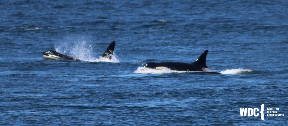 whales_org's tweet photo. Additionally, WDC is working to protect critically endangered Southern Resident #orcas. <75 individuals are left and they face threats of food loss, pollution &amp; noise. 🖤Be an #OrcaHero - https://t.co/88aqzIhLpL
#EndangeredSpeciesDay https://t.co/v9jAHR40g3