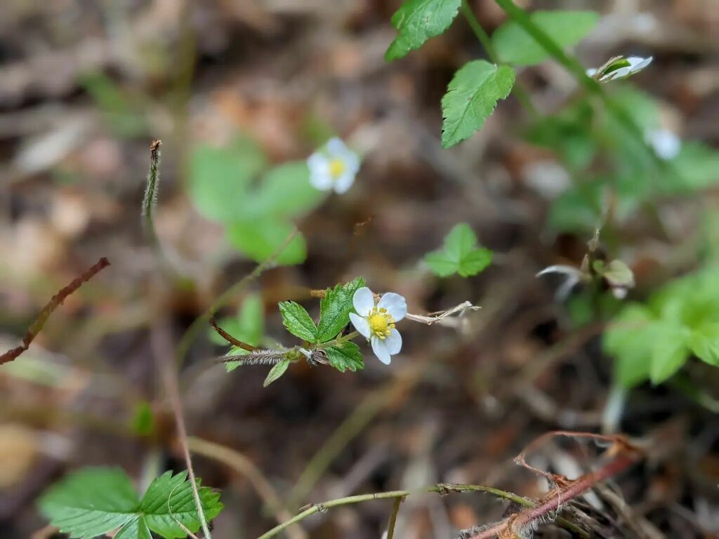 suecartwright's tweet photo. No sooner cut back than growing again; these hardy Wild Strawberries are on the mend; already with flowers on the finest of stems; welcome back, sweetest of nature's friends. 🍓 #wildstrawberry #strawberry #wild #fruit #wildpatch #garden #nature #life https://t.co/RONCmqwPEy https://t.co/E0aObZZ199