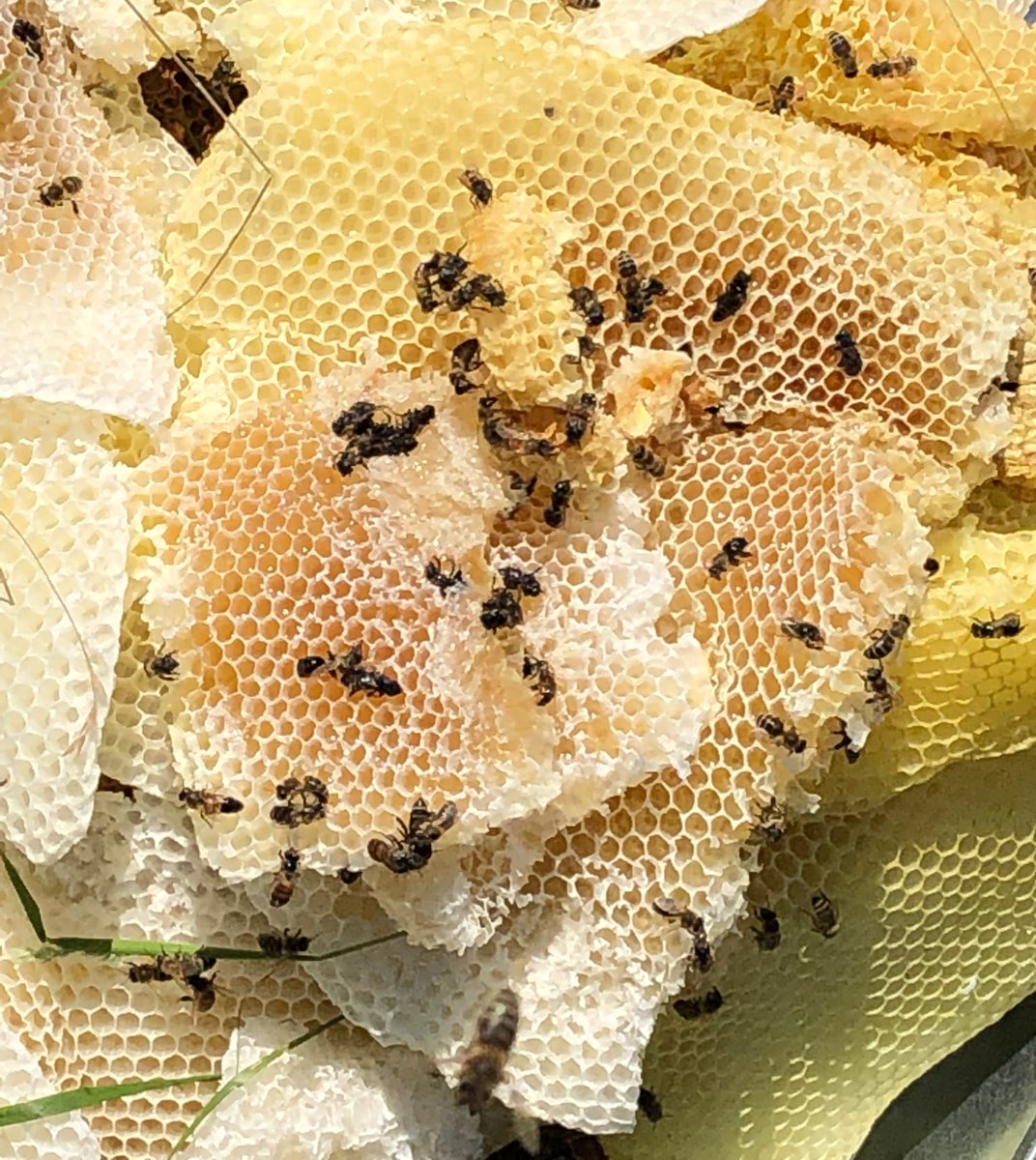 gvm_beez's tweet photo. Happy #WorldBeeDay2022 to all the bees around the world, big and small, solitary or colonists, stingless or not! Just keep doing what you are good at, please. 😊 https://t.co/19w3w2X8P6