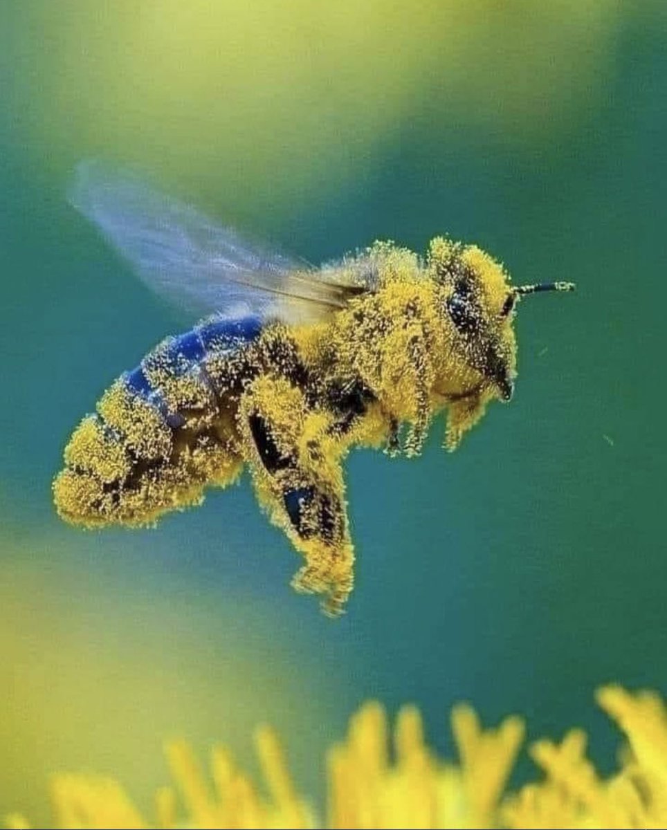 omeallain79's tweet photo. World Bee Day! #BeeDay #pollenate #buzz https://t.co/dBp4AhbdjS