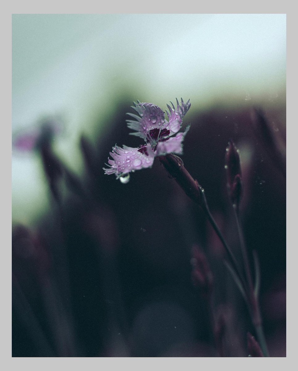 jer_welsh's tweet image. Waging war on the color green lately 
#NaturePhotography #mood