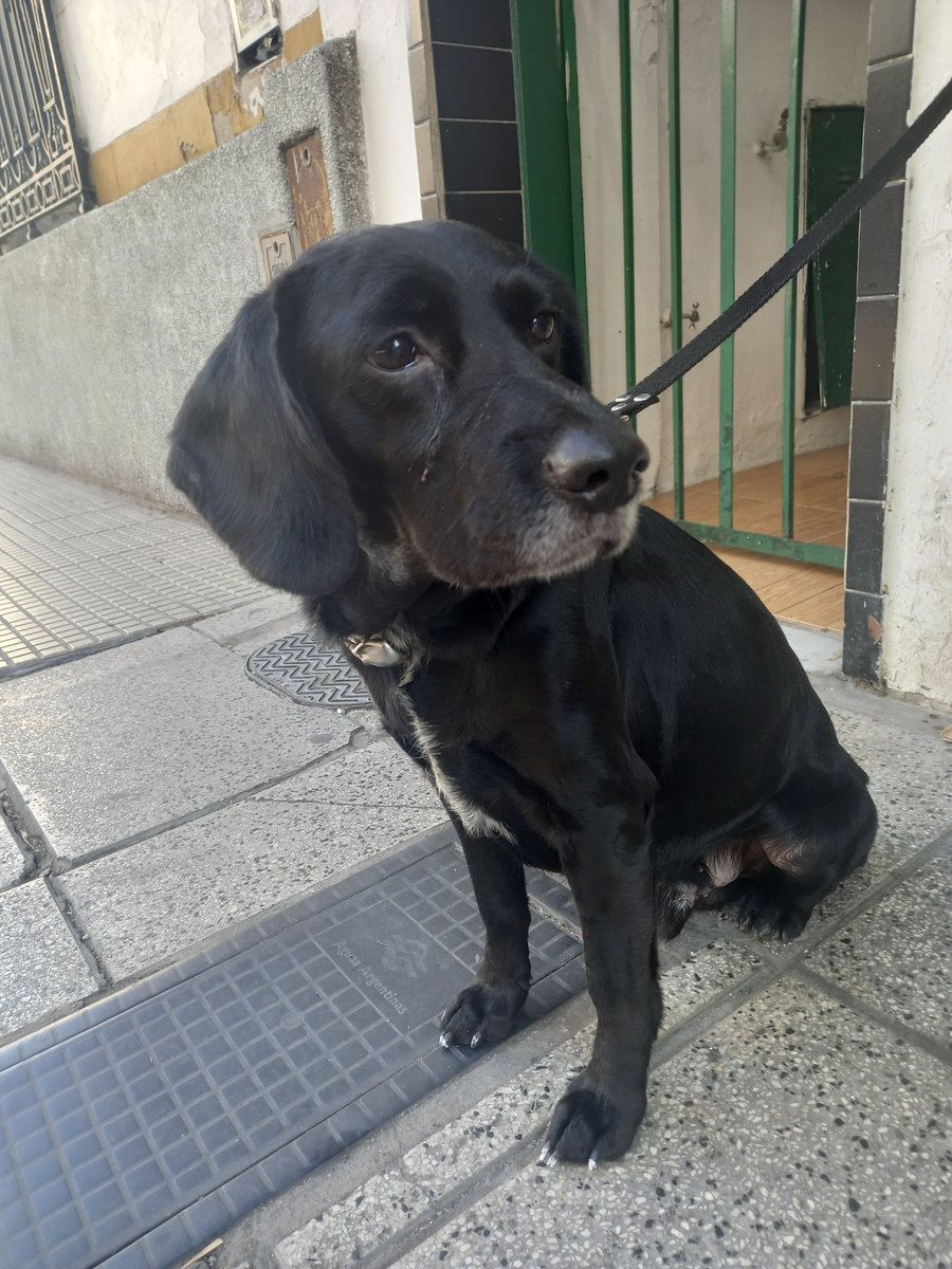 libertadyteatro's tweet photo. PERRO PERDIDO en Puan y Goyena, frente a la Facultad de Filosofía y Letras (Caballito, CABA). Tiene un collar con dos candados y una calavera. Una línea blanca en el pecho. Y las uñas de las patas delanteras parecieran estar pintadas de blanco. Se lo nota angustiado. Difundir 🙏 https://t.co/46SpjPWQtf