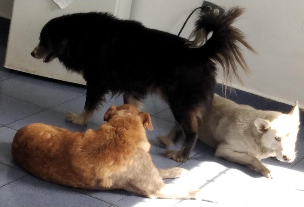 PerroUsuario's tweet photo. Reporta @maritesotelo: Por favor RT CARACAS. Trío de perritos en el Hospital Perez Carreño. ¿Alguien los perdió? El blanco tiene un bulto en el abdomen. Los reportaron por un grupo de proteccionistas. https://t.co/Hz5oCBfiKn