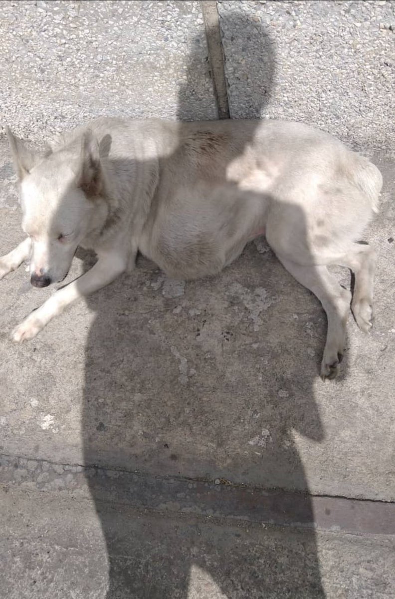 PerroUsuario's tweet photo. Reporta @maritesotelo: Por favor RT CARACAS. Trío de perritos en el Hospital Perez Carreño. ¿Alguien los perdió? El blanco tiene un bulto en el abdomen. Los reportaron por un grupo de proteccionistas. https://t.co/Hz5oCBfiKn