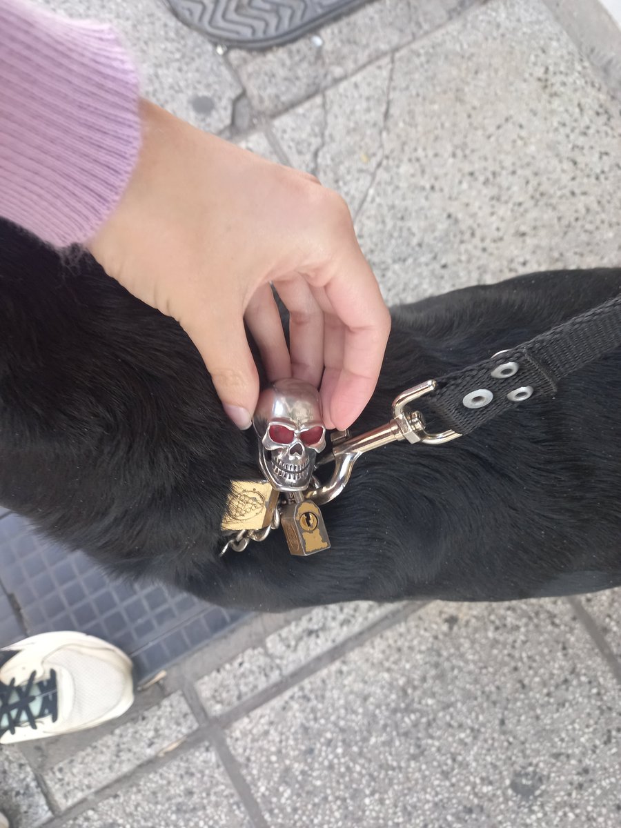 libertadyteatro's tweet photo. PERRO PERDIDO en Puan y Goyena, frente a la Facultad de Filosofía y Letras (Caballito, CABA). Tiene un collar con dos candados y una calavera. Una línea blanca en el pecho. Y las uñas de las patas delanteras parecieran estar pintadas de blanco. Se lo nota angustiado. Difundir 🙏 https://t.co/46SpjPWQtf