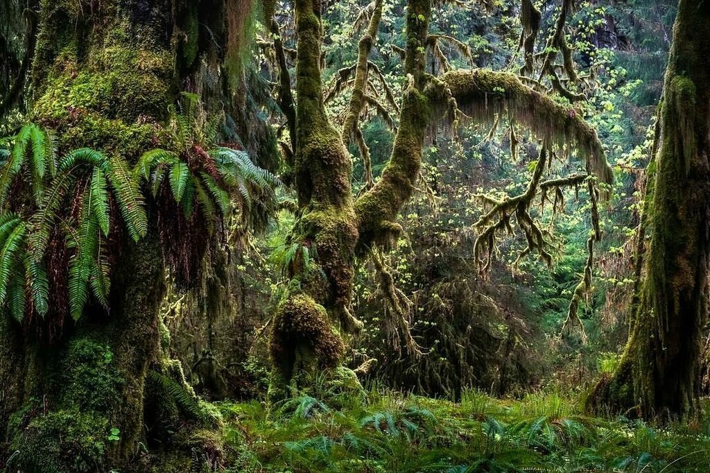 Olympic Rainforest Magic with @benjaminwilliamsonphotography ✌️🤩

#VisitPortAngeles #OlympicNationalPark instagr.am/p/CdyfiTCpObT/