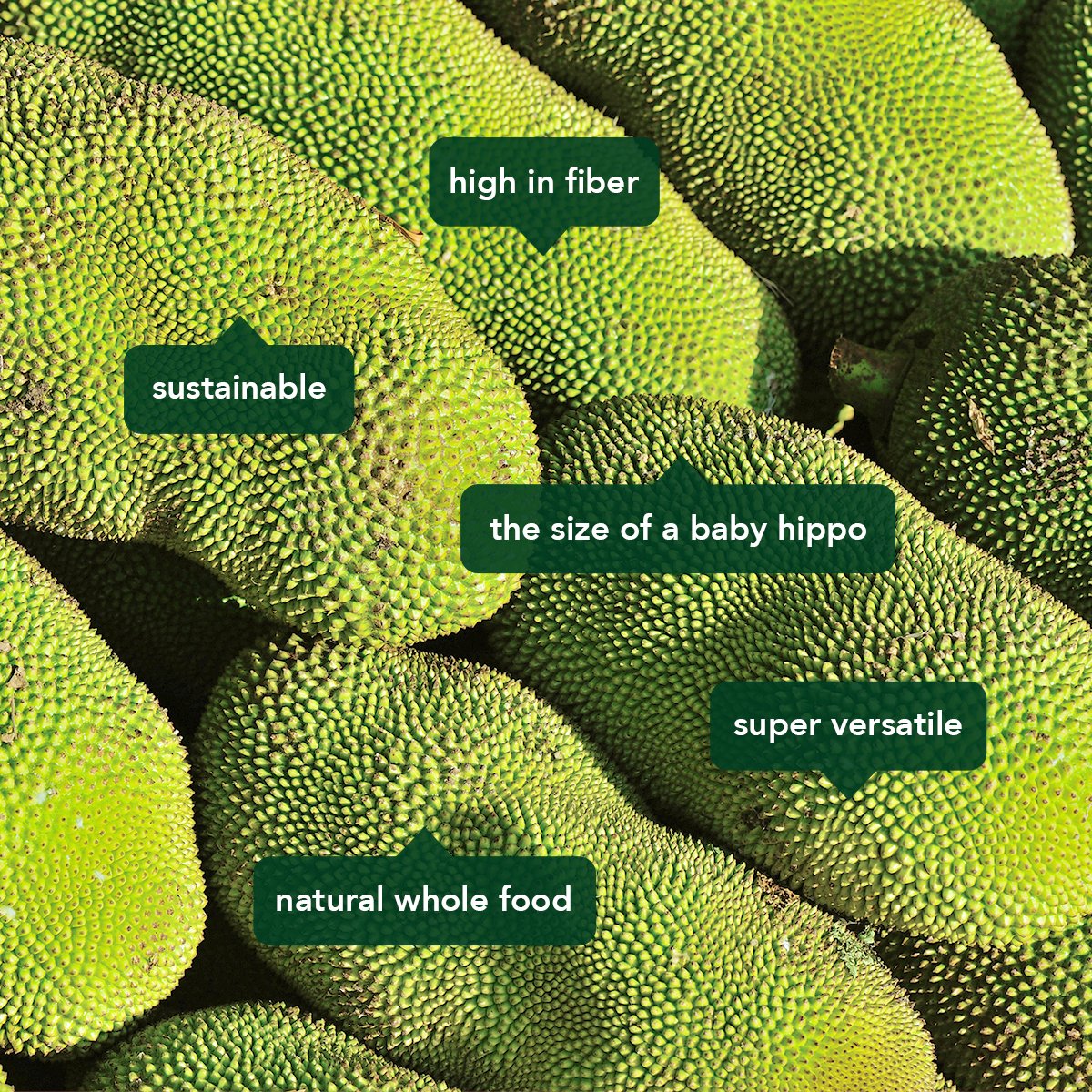 TheJackfruitCo's tweet photo. Fun facts about jack 🦛 Which is your fave? #KnowJack https://t.co/YawVPyr238