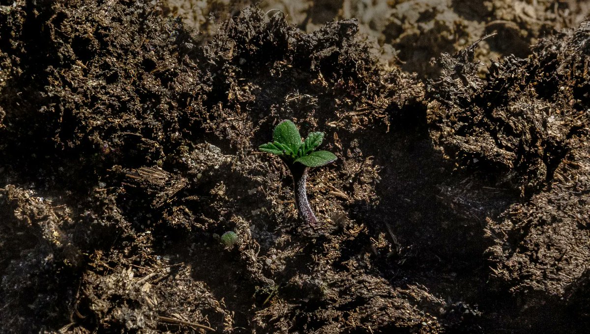 #Hemp is hope and a vital part of the solution;
If we want regeneration, we have to regenerate.
Regeneration is a process and not just a #hope.