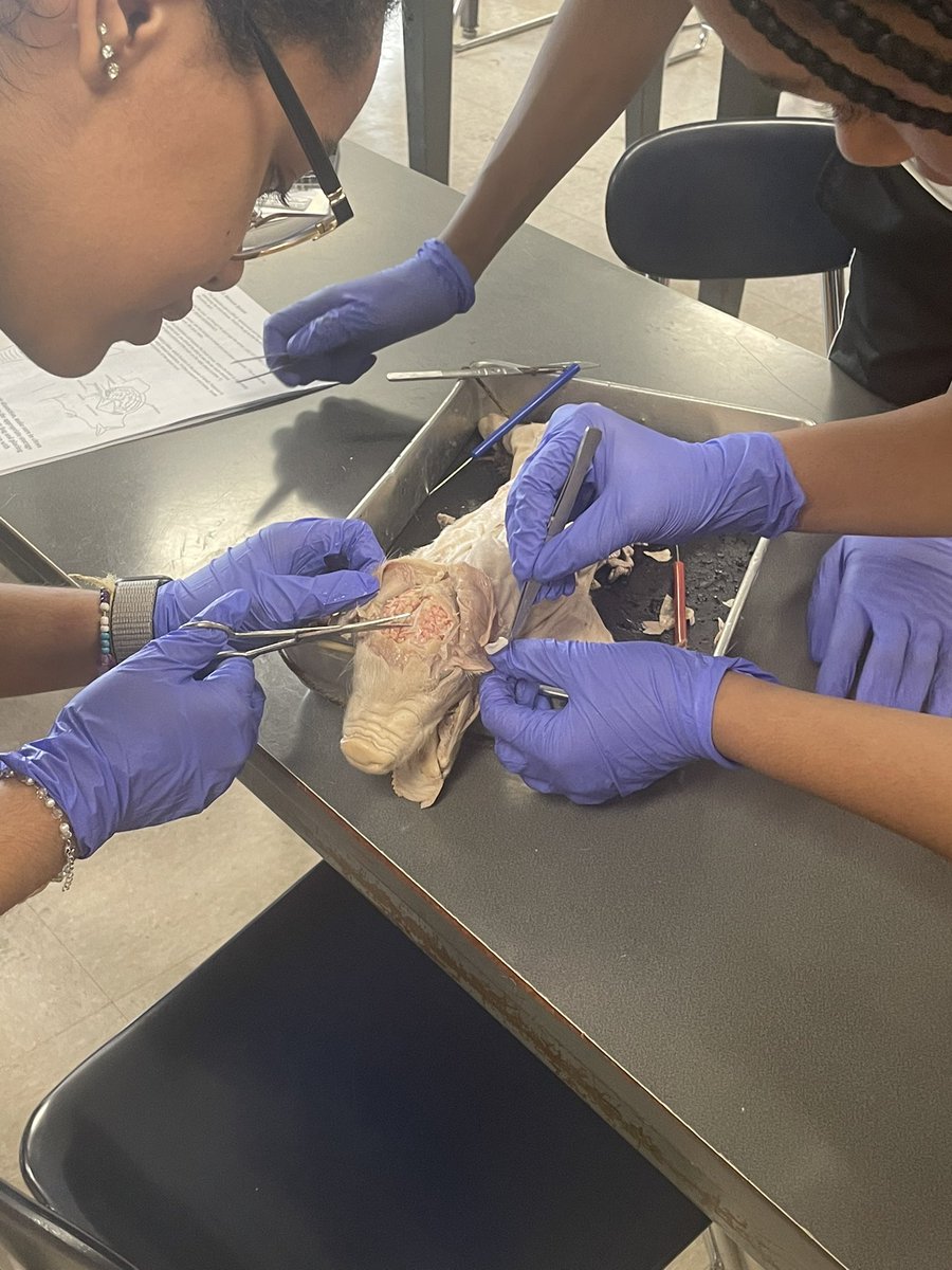 JenniferKunes's tweet photo. 🐷 Today we said goodbye to our pigs. The students worked hard and took their time in extracting and analyzing organs. A. and I. in Honors Bio could be future surgeons with their patience and determination. 👩🏻‍⚕️ https://t.co/OLYe4qbRwW
