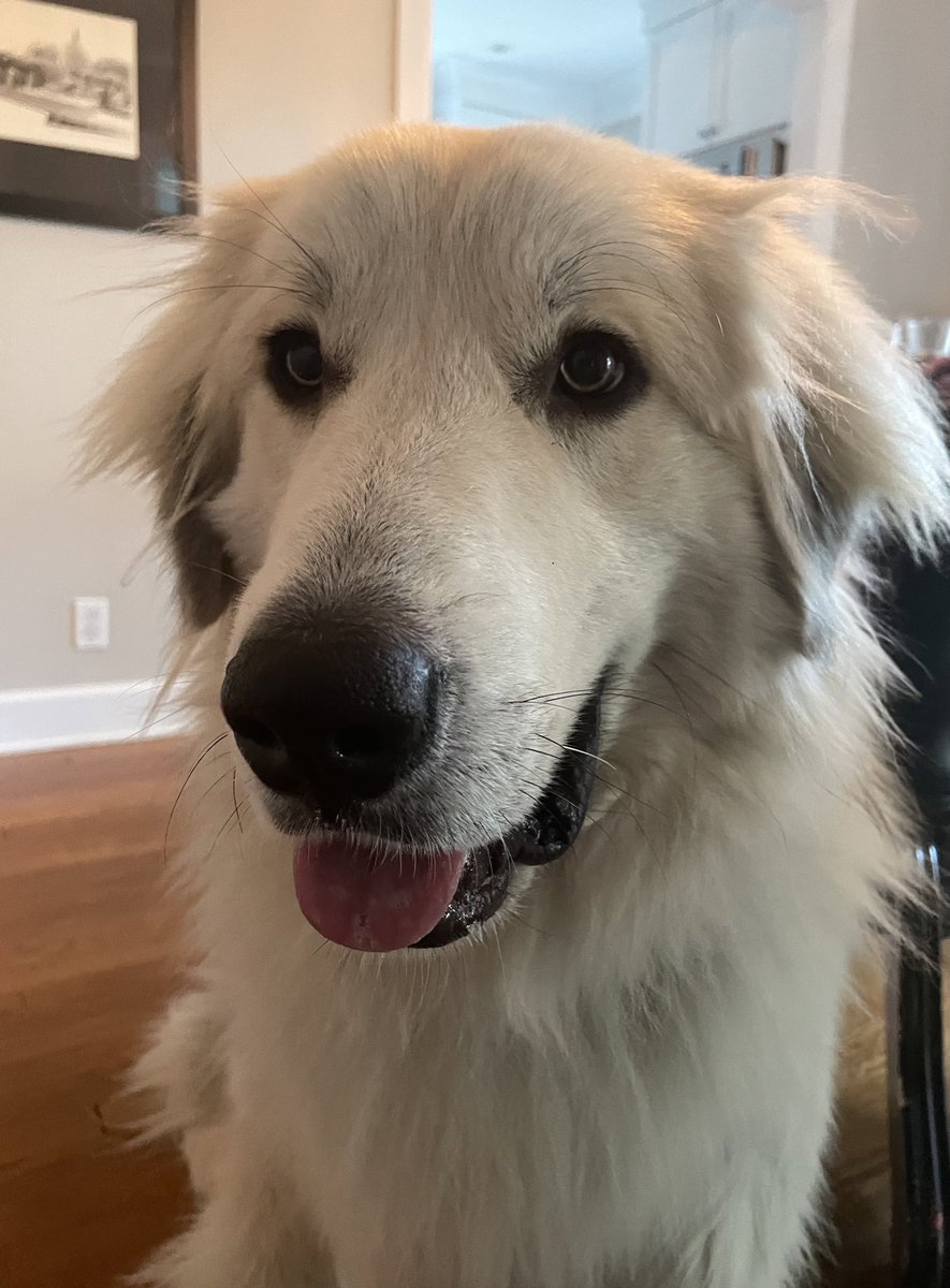 Happy #NationalRescueDogDay, Jamz!

Thanks for making my life way more fun…(and for teaching me to never leave paper towels on the counter unattended)!

<a href="/GRRAND3/">GRRAND</a>