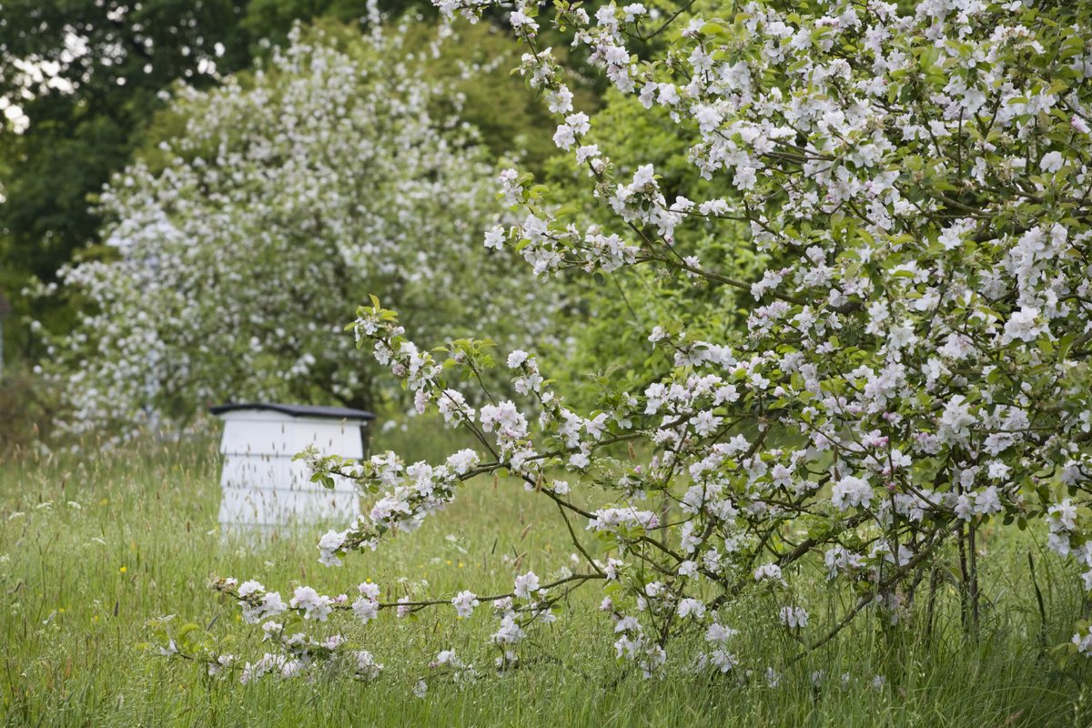We’re buzzing that this year’s #BlossomWatch has gone so well with beautiful blooms up and down the country. The pollinators are pretty happy about it too. Have you seen or heard a buzz in the blossom trees where you are?