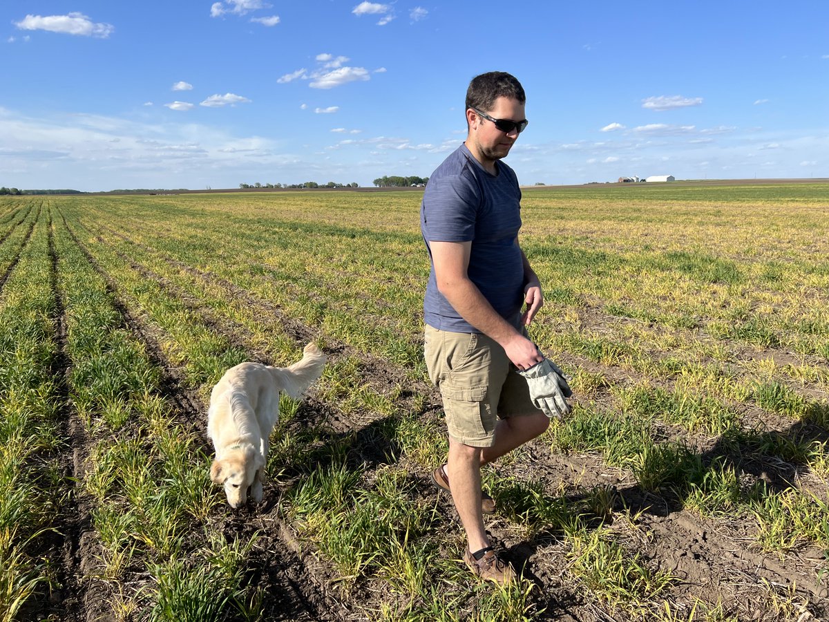 Indigoag's tweet photo. In Northeast Iowa, Farmers Lauren Riensche and Luke Gosse (and assistant Lottie 🐶) are out scouting. They planted corn into a hard red winter wheat #covercrop, a first for this #CarbonByIndigo enrolled field.

📸 courtesy of Lauren Riensche

#soilhealth #Plant22 #farmdog https://t.co/uWDVMMJtYv