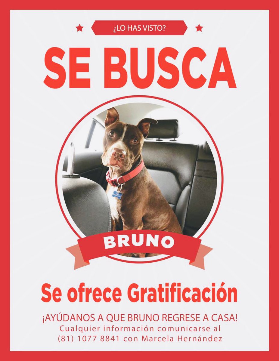🙏🏻Por favor ayúdenme a difundir al parecer se llevaron a mi perro Bruno. Colonia Residencial Lincoln.

Trae placa con mis datos.<a href="/LoQuePasaEnNL/">@QuePasaEnNL ®️</a> <a href="/rayelizalder/">Ray Elizalde</a> @AdoptaUnPerroNL <a href="/Cicmty/">CIC</a> <a href="/marcela_hdzm/">Marcela Hernández</a>