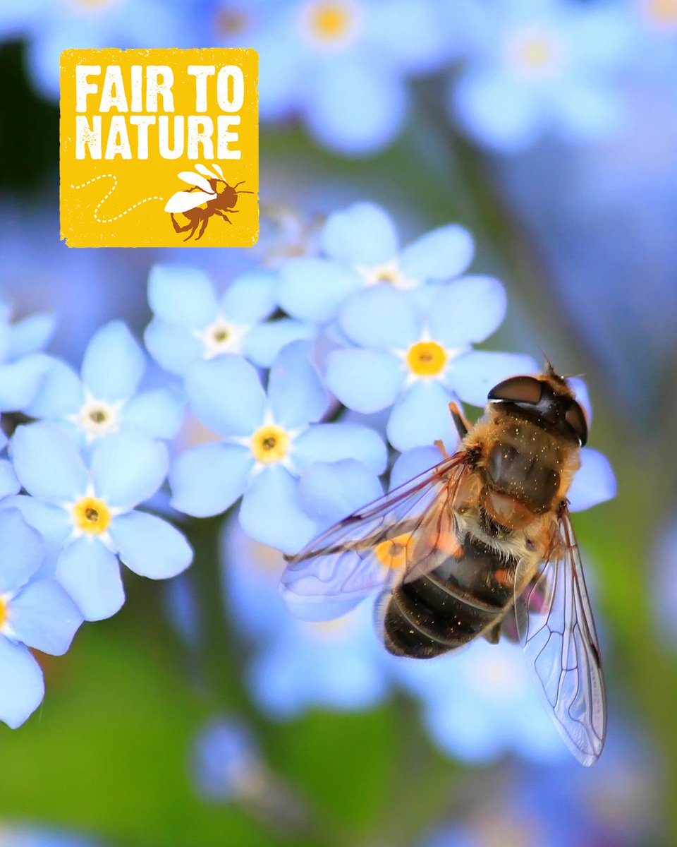 honeyfieldswb's tweet photo. 🦋 Honeyfield's supports wildlife conservation by using Fair to Nature farms for their foods. 🐝Without beloved bees pollinating, birds would struggle to survive so we have a lot to thank bees for on #WorldBeeDay. 
#bees #conservation #wildlife #nature #fairtonature #birds https://t.co/Qfn0L6KvCt