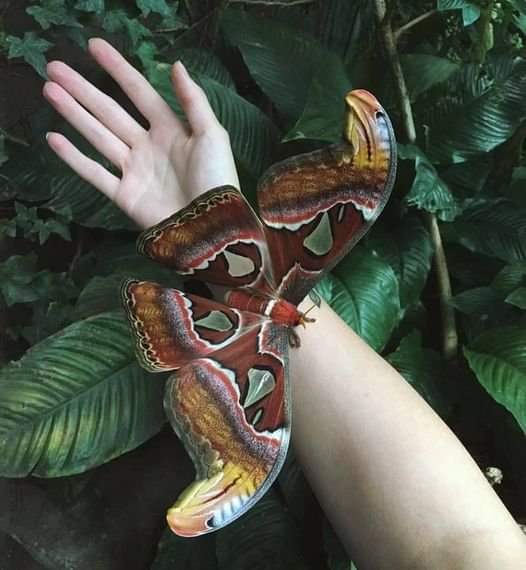 Dr_TheHistories's tweet photo. Atlas moths are named after Atlas, the Titan of Greek mythology (due to their size). One of the largest moths in the world.

Atlas moth is endemic to the forests of Asia. The species was first described by Linnaeus in his 1758 10th edition of Systema Naturae. https://t.co/zGWrrwuuiV