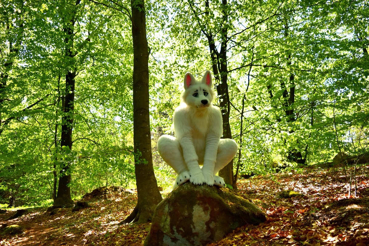 Watch out!
In this forest lives a wild wolf.

A nice photo taken on a recent outing with good friends.
📷 @WolfSwea
#FursuitsFriday