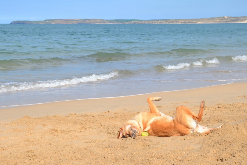 TinBoxTraveller's tweet photo. Planning a holiday in #Cornwall with a dog and kids? Here's some days out the whole family will love in 2022 🐶 https://t.co/V4GxW3aGDN #petfriendly #UKtravelblog #VisitEngland https://t.co/nc2Djx7wxV