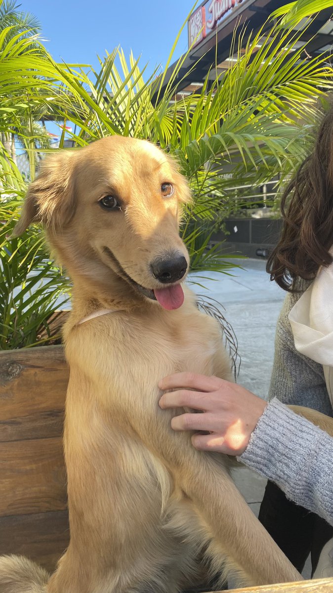 verofigueredoa's tweet photo. Perrita perdida y encontrada en el @Shopping_delsol !! Nos dicen que hace dias esta rondando por los locales del estacionamiento, cada vez mas flaquita 🥺 tiene corbatita albirroja y se nota que hace poco se bañó 

Rt hasta encontrarle a sus dueños ❤️
@Ayudandopeludos https://t.co/VA5gBijwy6
