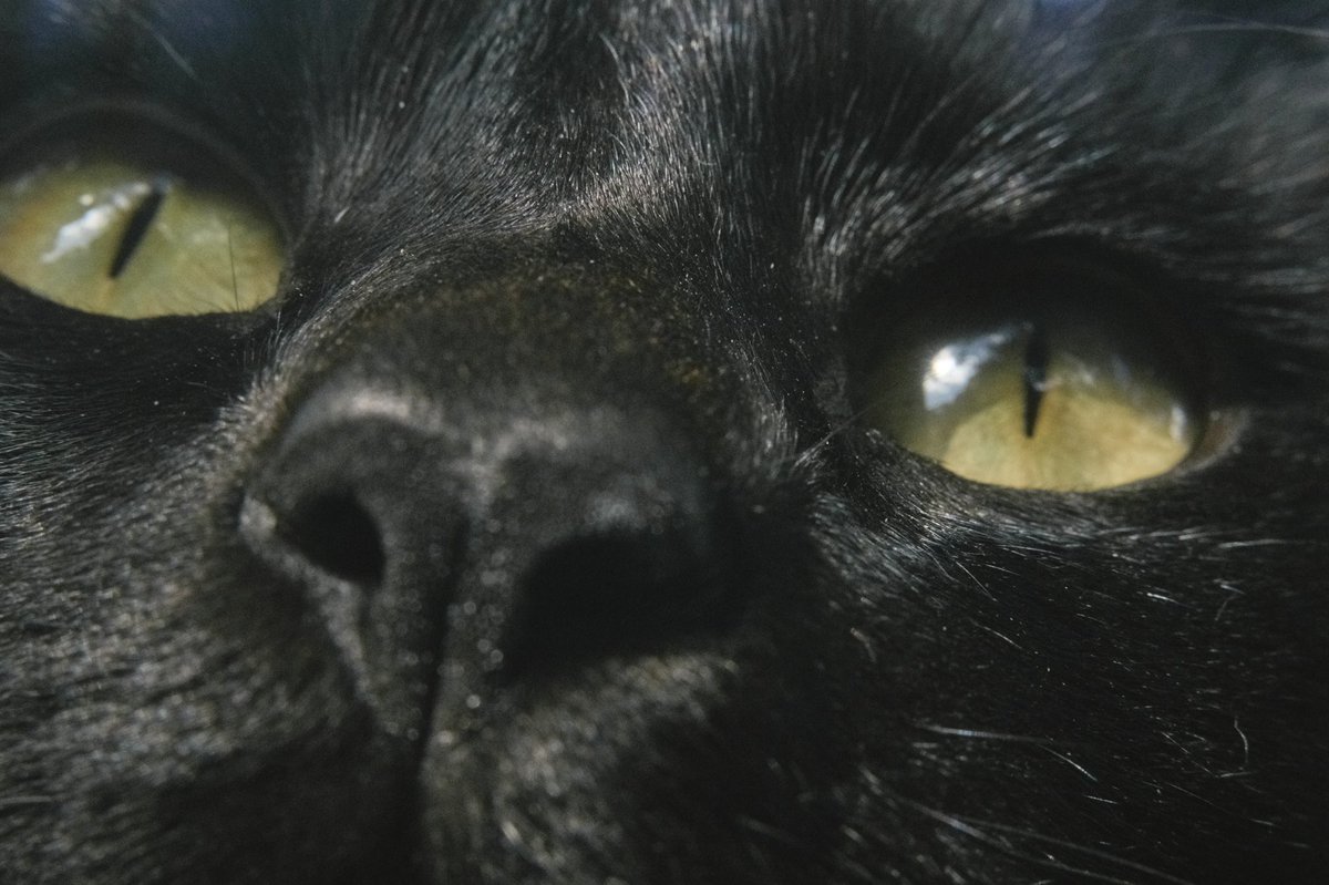 No ego no war 🖤🐈‍⬛