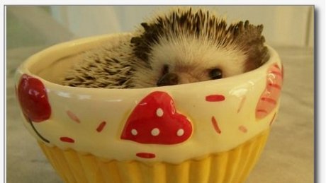 Boze Herrington, Library Owl 😴🧙‍♀️ tweet media