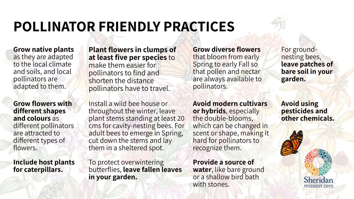 mssnzero's tweet photo. #DYK 🔎 For #pollinators (and most wildlife), manicured lawns are a desert. Lawn history is rooted in status and wealth. In 17th century England, only rich landowners had lawns, and before lawnmowers, only the wealthy could afford labour to weed and scythe their grass. https://t.co/gb0i15xAeW