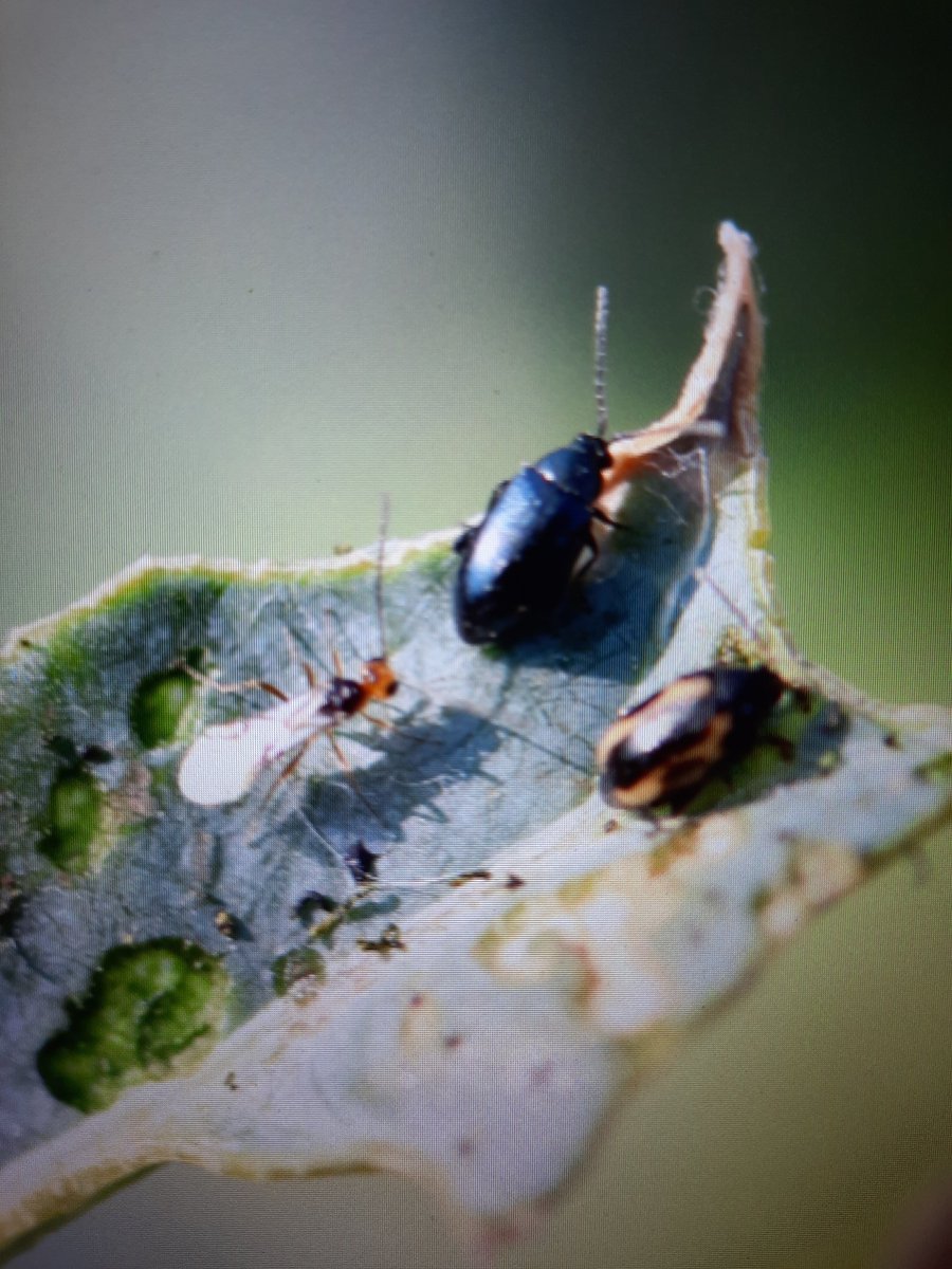 TylerWist1's tweet photo. An @FieldHeroes that we might need to consider for augmentative biological control. Microctonus vitattus stalks a cruciferous and striped #fleabeetle on #canola  @canolacouncil @CanolaGrowers @SaskCanola https://t.co/G6SgZyTvbY
