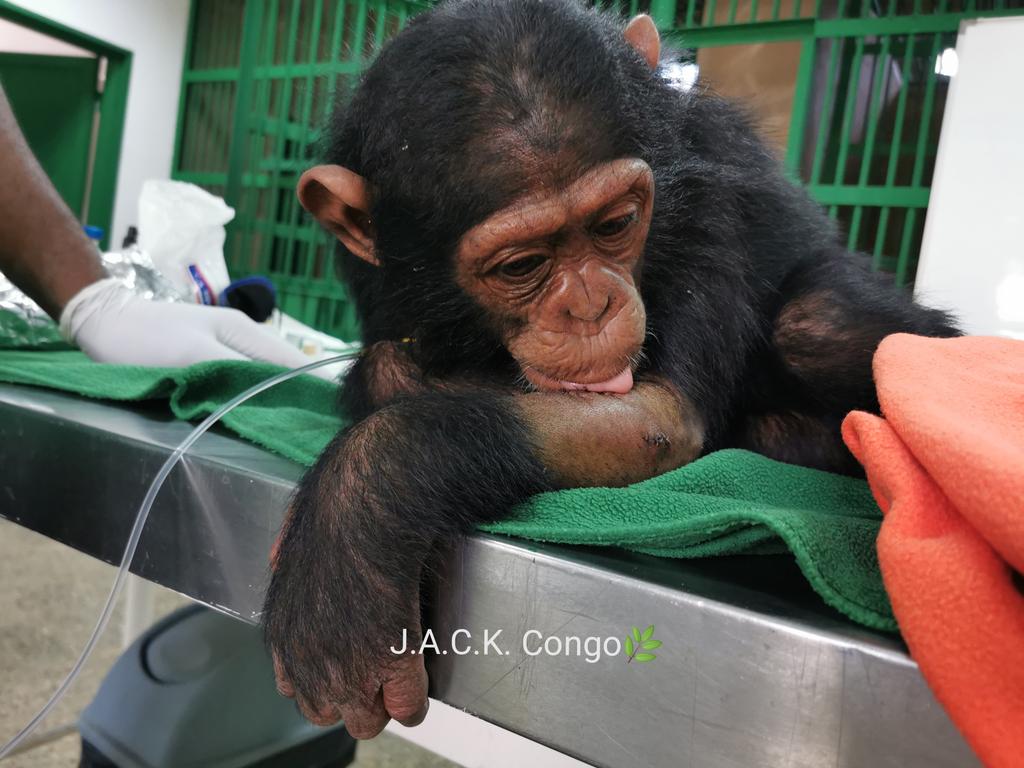 JackChimps's tweet photo. 🌿BUNIA IS DOING FINE! Sedation went well but was very long. Only 1 pellet has been extracted. The other wasn't found and more x-rays will be needed to determine its depth in the bone. Thank you all for your positive vibes🙏🏼🙏🏼🙏🏼
#sedation #anesthesie #primate #jackprimates https://t.co/3rEUEidkpA