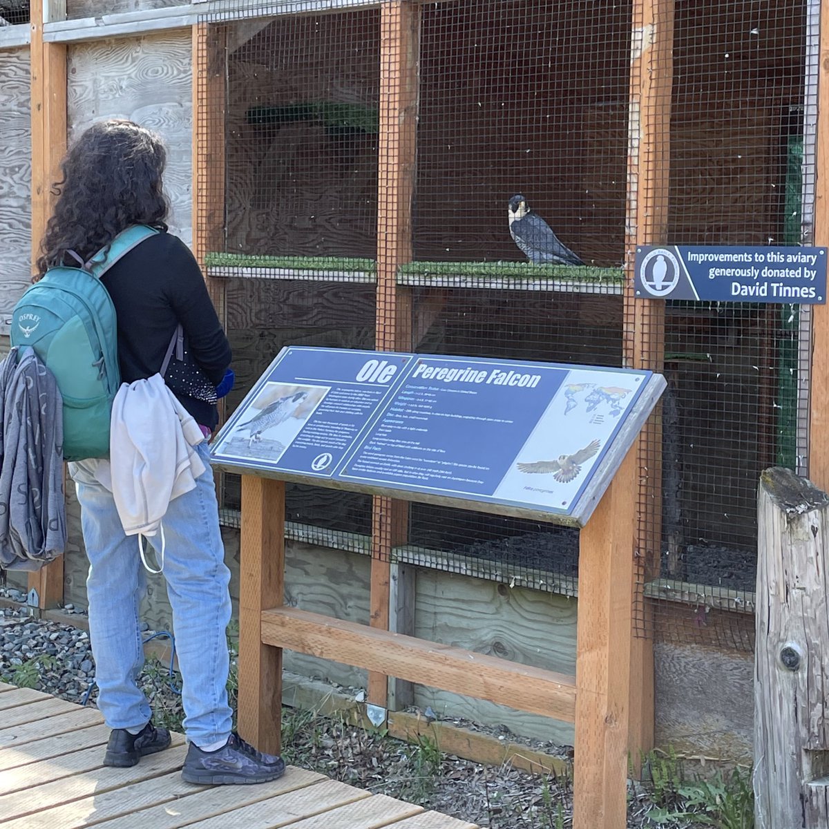 American Bald Eagle Foundation tweet media