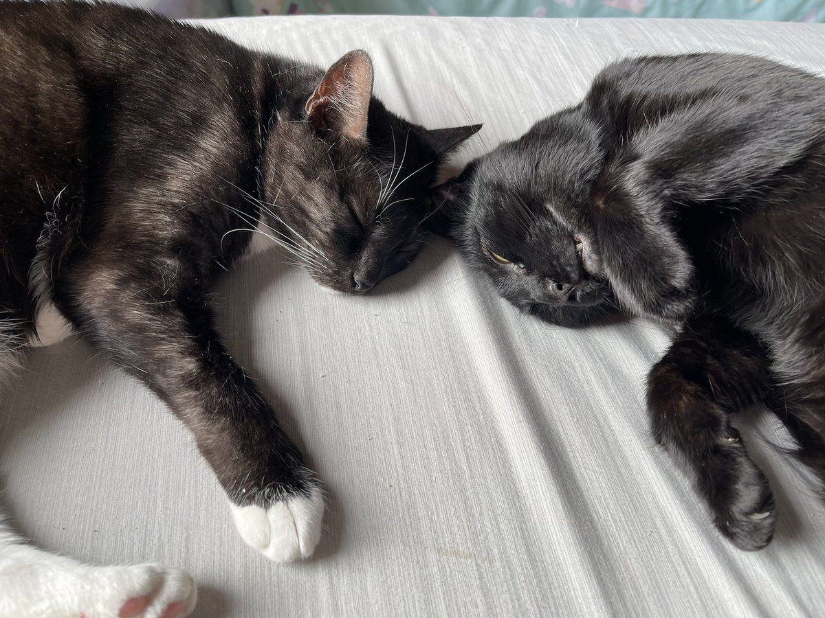 KristinOropeza's tweet photo. One of the perks of my new job - being able to snuggle with these guys on the regular. ๐โโฌ #CatLady #RemoteWork #CalmingCats https://t.co/wmU8LE8QDf