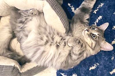 TheCatsMeowInc's tweet photo. Happy #JellyBellyFriday furriends! Please welcome one of our new rescues, Ritz!
This fancy guy is available for adoption & looking forward to Caturday!
#FridayFeeling #TGIF #Asoptme #caturdayeve #CatsOfTwitter https://t.co/0uMkXkGxot