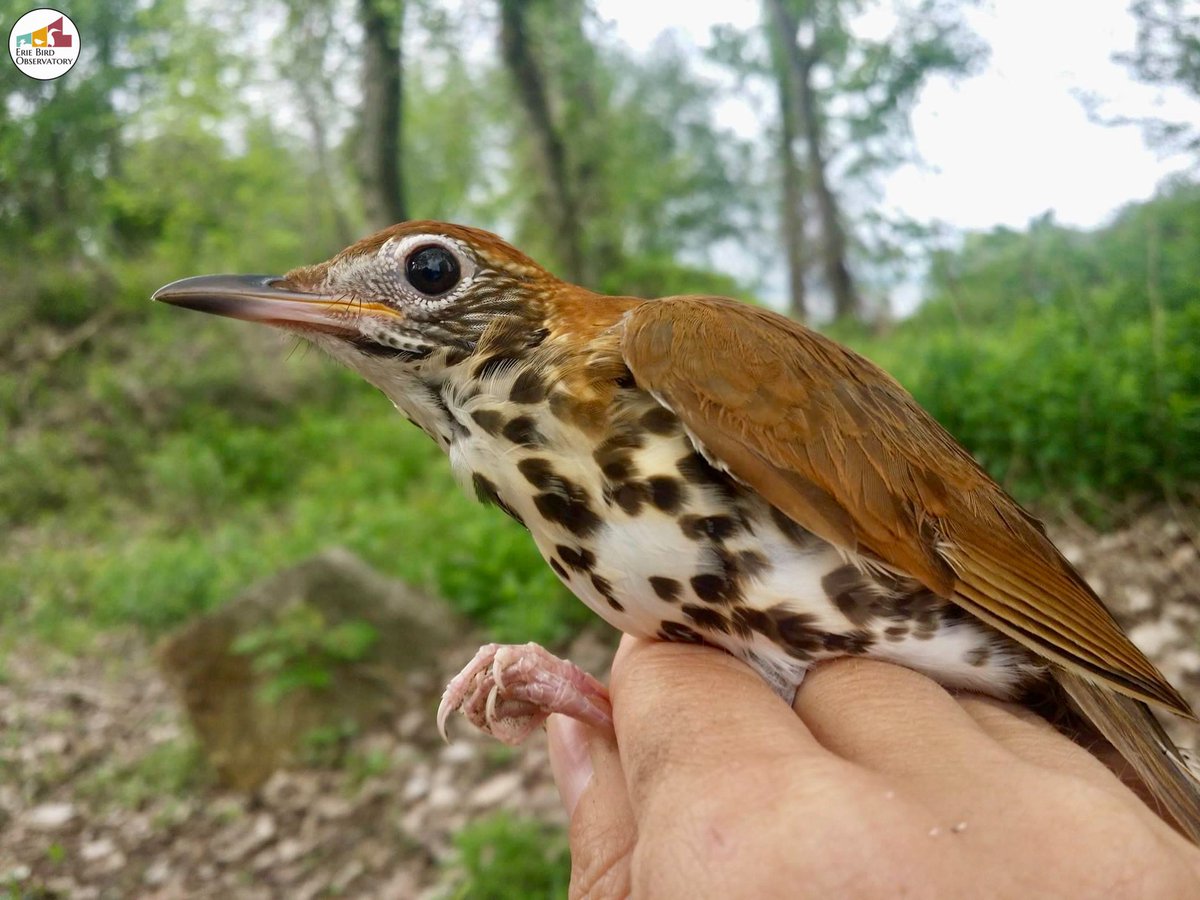 bird_erie's tweet photo. In honor of the first bird banded  @PresqueIsleSP on 5/19/60 we’d like to highlight the Wood Thrush as a rep of all our feathered friends in steep decline. May they never know the endangered species list &amp; may our grandkids never know a summer night w/o their beautiful song💚 (1/ https://t.co/Smsd7Q0NCs