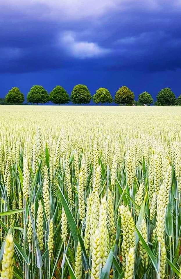 The beauty of rice scheme in Aweil town, we're blessed to be in that land 🇸🇸