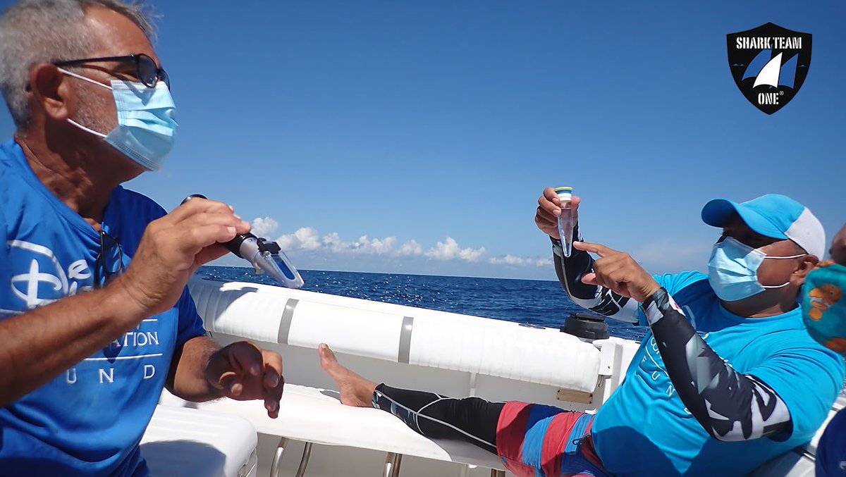 It’s #EndangeredSpeciesDay 🦈💙Our work is helping to save whale sharks off the Yucatan 🇲🇽 &amp; in all of their range! Join us on an upcoming citizen science expedition! Many thanks to the people at the organizations who make this important work possible! sharkteamone.org/whale-shark-ex…