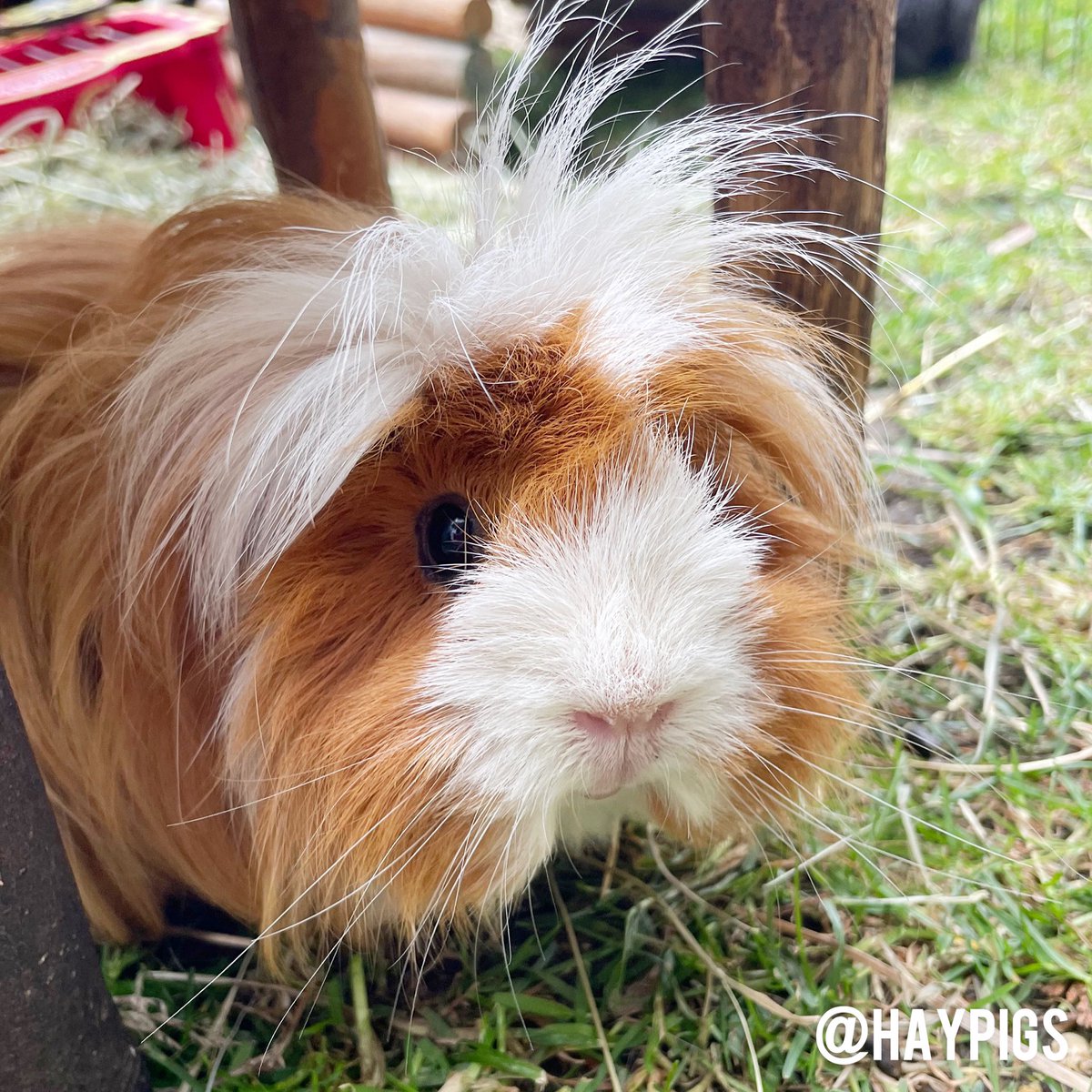 haypigs's tweet photo. #MarvelousMabel wishes you all have wonderful Wheeeek-end! ๐นโค๏ธ๐๐๐ป #tgif #fridayfeeling #fridayfun #MabelGuineaPig #guineapig #cuteness #fluff #fluffball #floof #floofsofinstagram #guineapigsofinstagram https://t.co/l5tvNPtocq