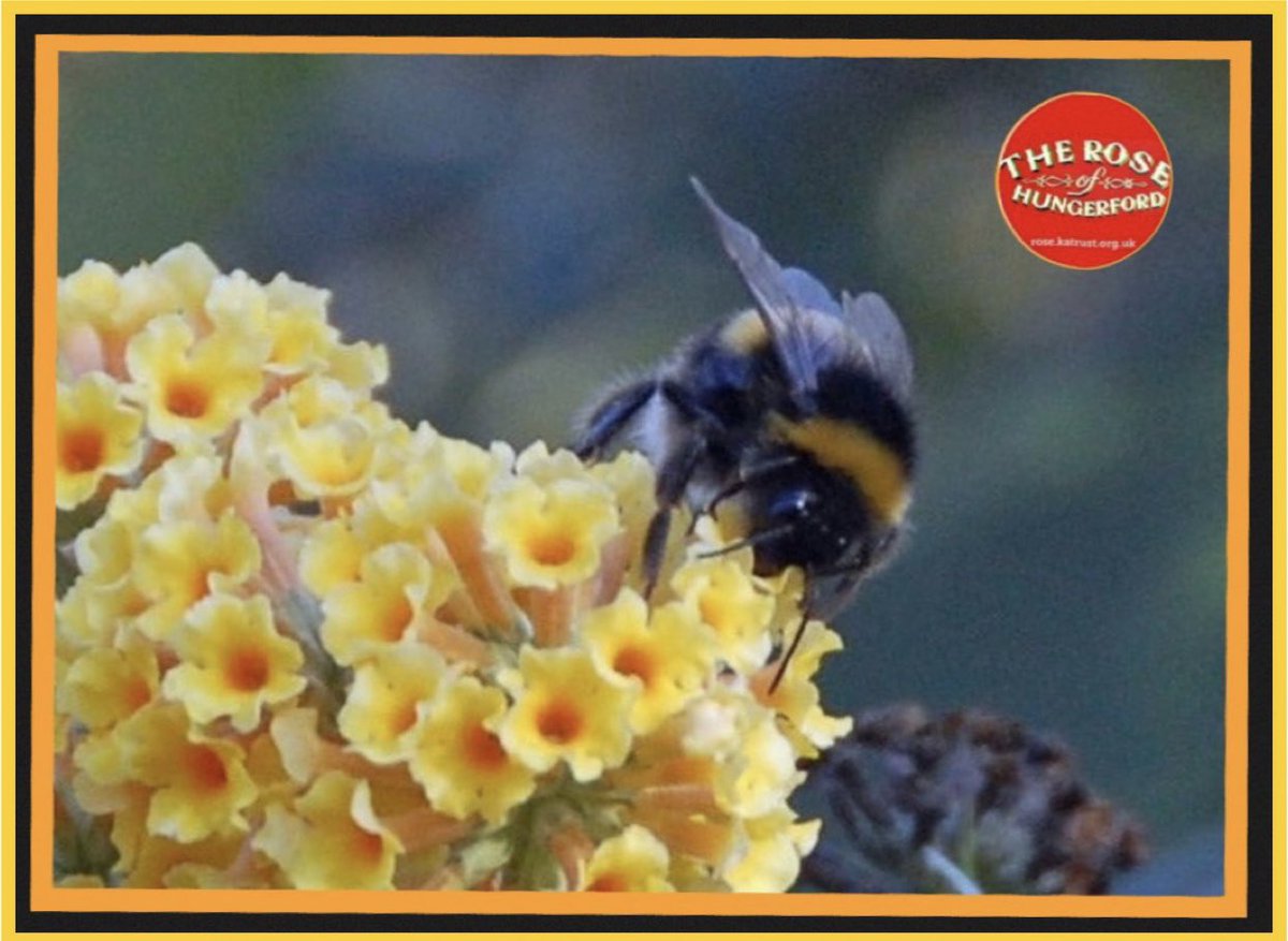 The Rose of Hungerford joins in those marking #WorldBeeDay.  Plenty of bees to be seen along the Kennet and Avon Canal whether walking along the towpath or enjoying a trip on The Rose, such as this one taken by one of our volunteer crew members.
Website: rose.katrust.org.uk